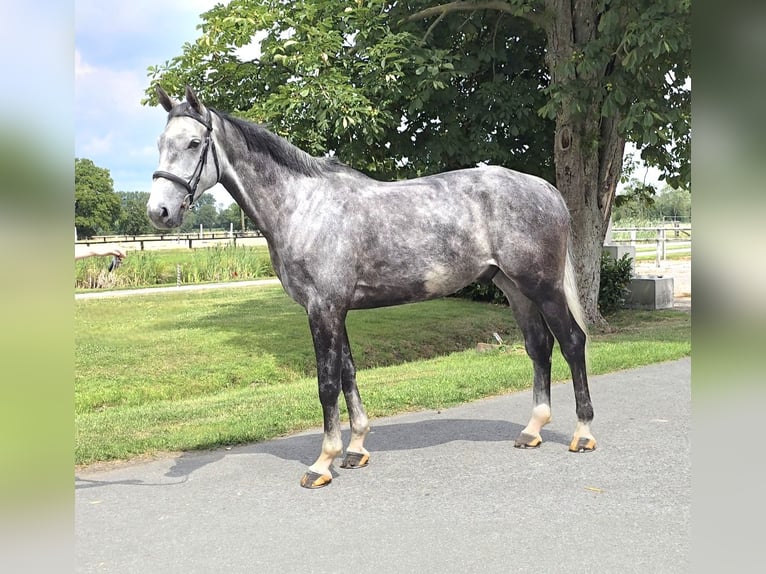 Hanoverian Gelding 6 years 17,2 hh Grey-Dapple in Altenberge