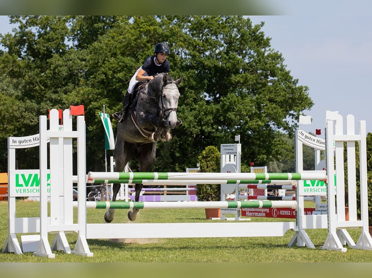 Hanoverian Gelding 6 years 17,2 hh Grey-Dapple in Altenberge