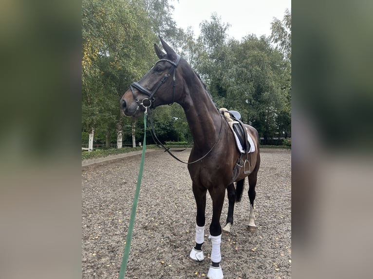 Hanoverian Gelding 6 years 18.1 hh Brown in Hellwege