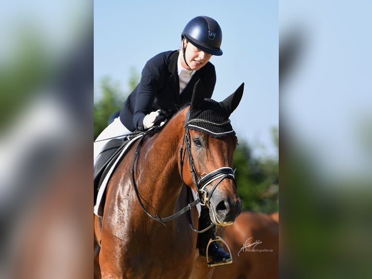 Hanoverian Mix Gelding 6 years 18.2 hh Brown in Hergenfeld