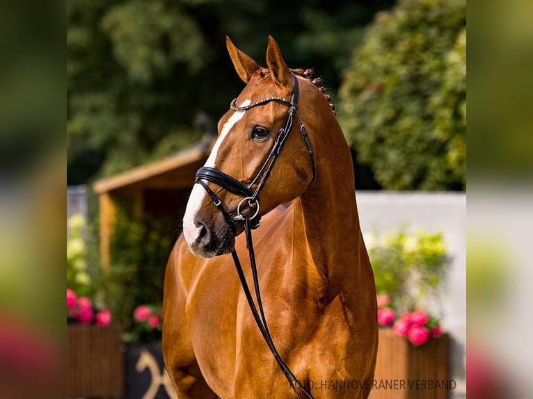 Hanoverian Gelding 6 years 18 hh Chestnut-Red in Verden