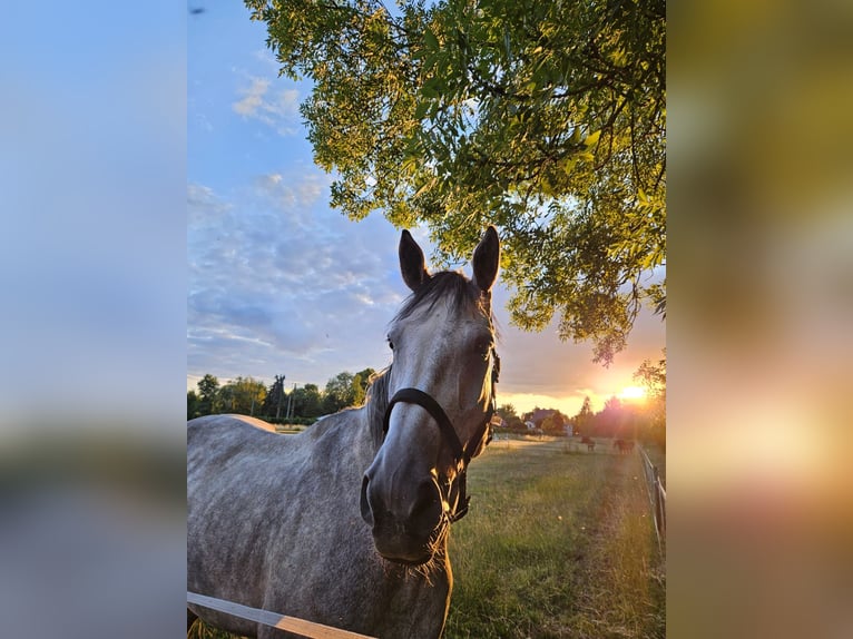 Hanoverian Gelding 6 years 18 hh Grey-Dapple in Heringen/Helme