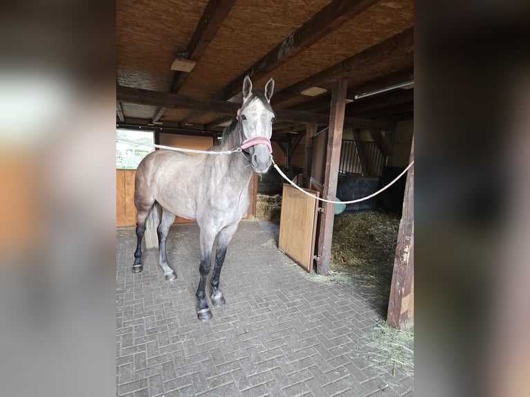 Hanoverian Gelding 6 years 18 hh Grey-Dapple in Heringen/Helme