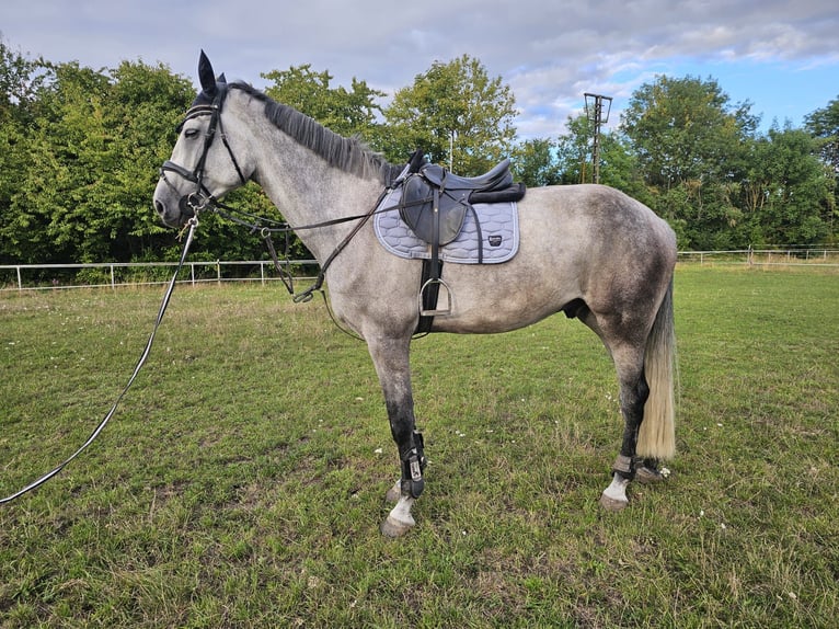 Hanoverian Gelding 6 years 18 hh Grey-Dapple in Heringen/Helme