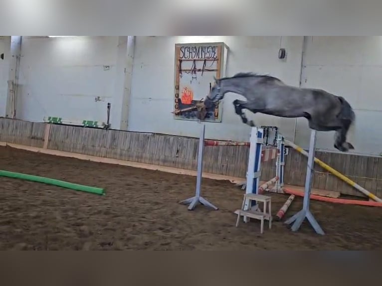 Hanoverian Gelding 6 years 18 hh Grey in Heringen