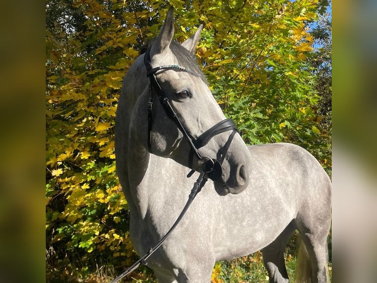 Hanoverian Gelding 6 years 18 hh Grey in Heringen