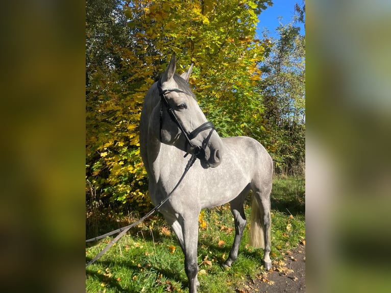Hanoverian Gelding 6 years 18 hh Grey in Heringen