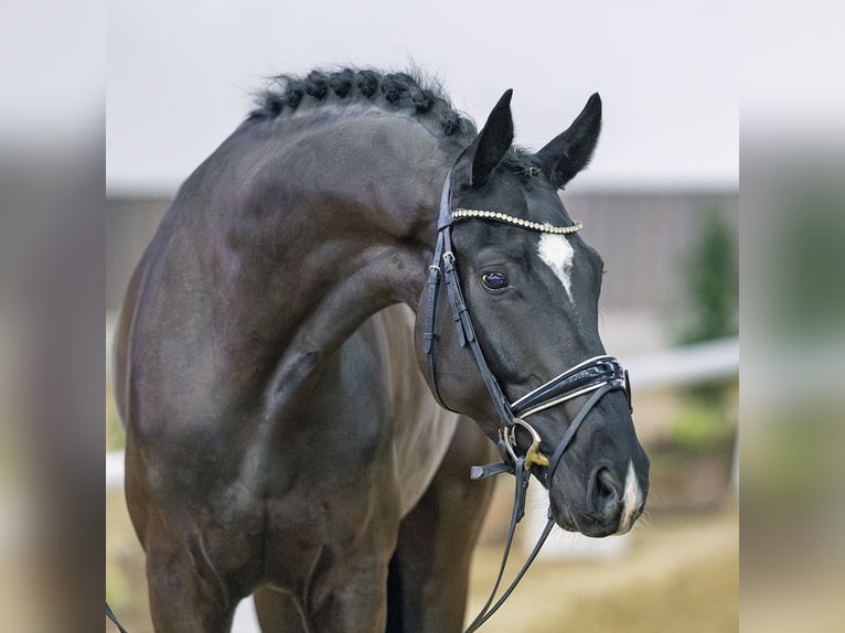 Hanoverian Gelding 6 years Black in Münster-Handorf