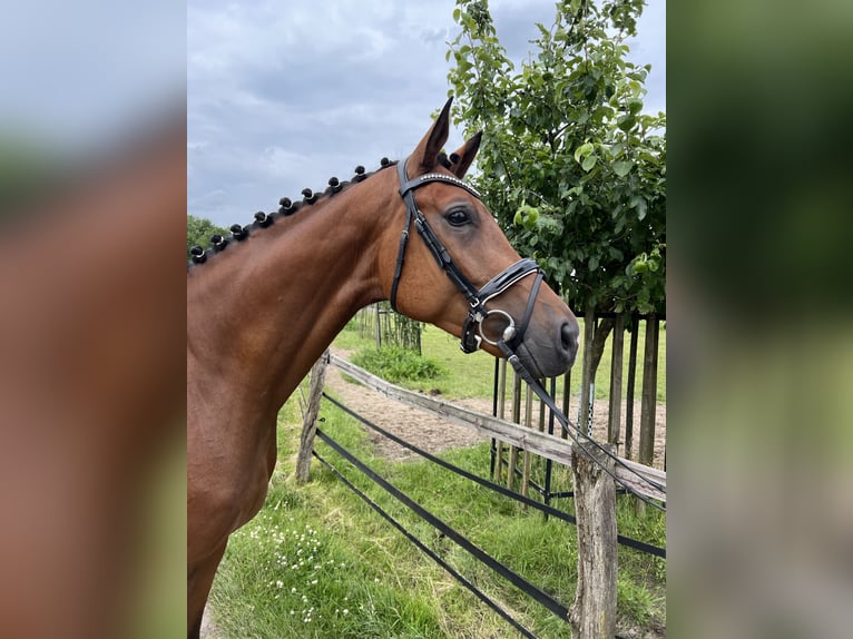 Hanoverian Gelding 6 years Brown in Visselhövede