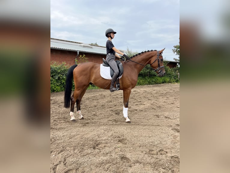 Hanoverian Gelding 6 years Brown in Visselhövede