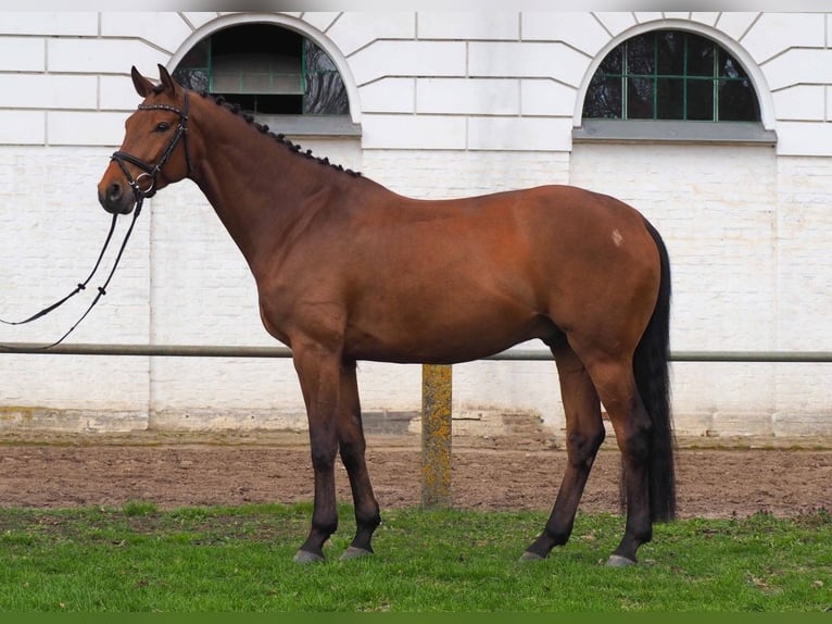 Hanoverian Gelding 6 years Brown in Gomadingen