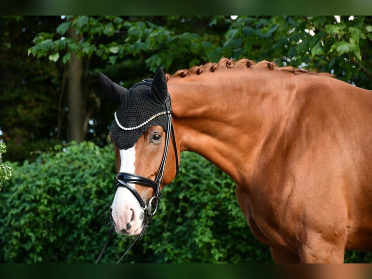 Hanoverian Gelding 6 years Chestnut-Red in Ebersdorf