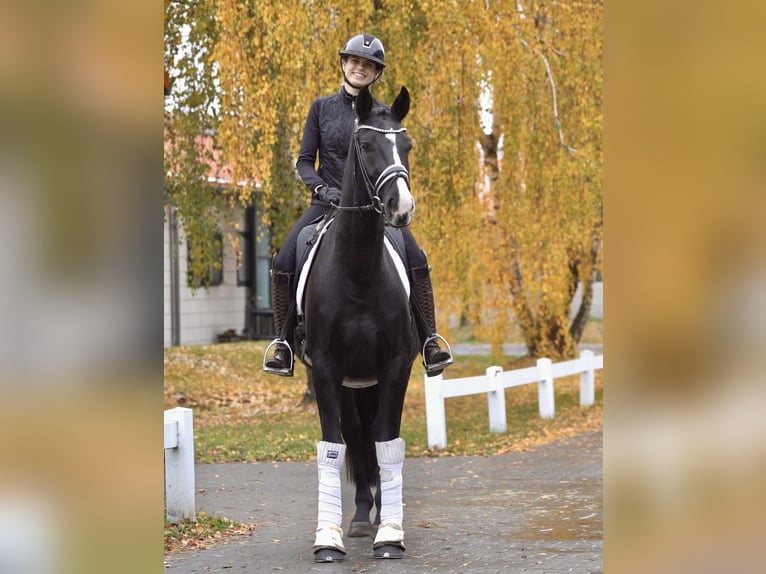 Hanoverian Gelding 6 years in Ostbevern