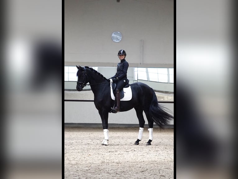 Hanoverian Gelding 6 years in Ostbevern