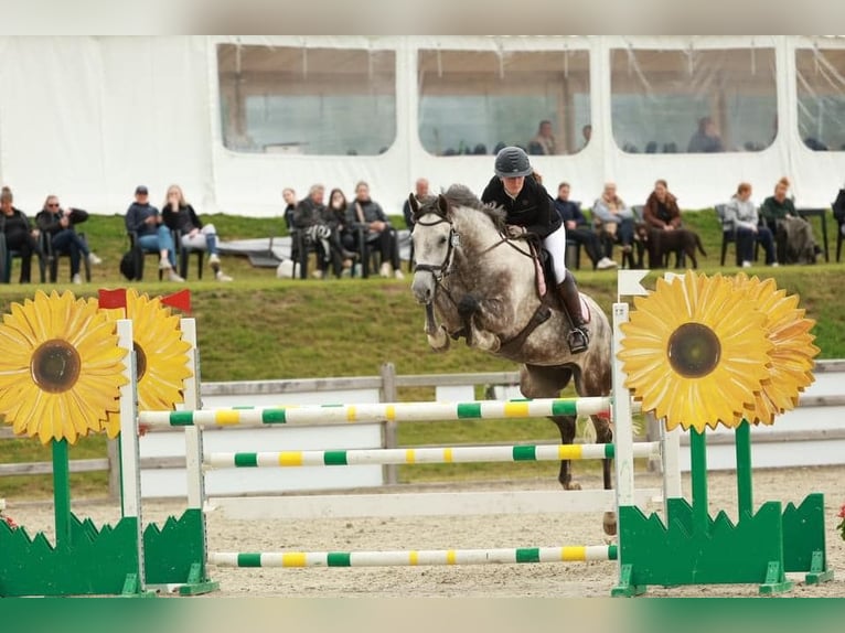 Hanoverian Gelding 6 years in Hornsyld