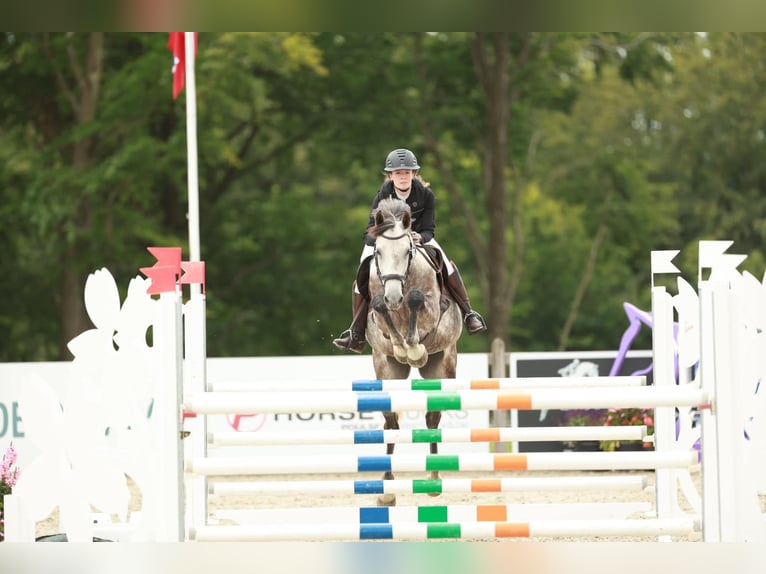 Hanoverian Gelding 6 years in Hornsyld