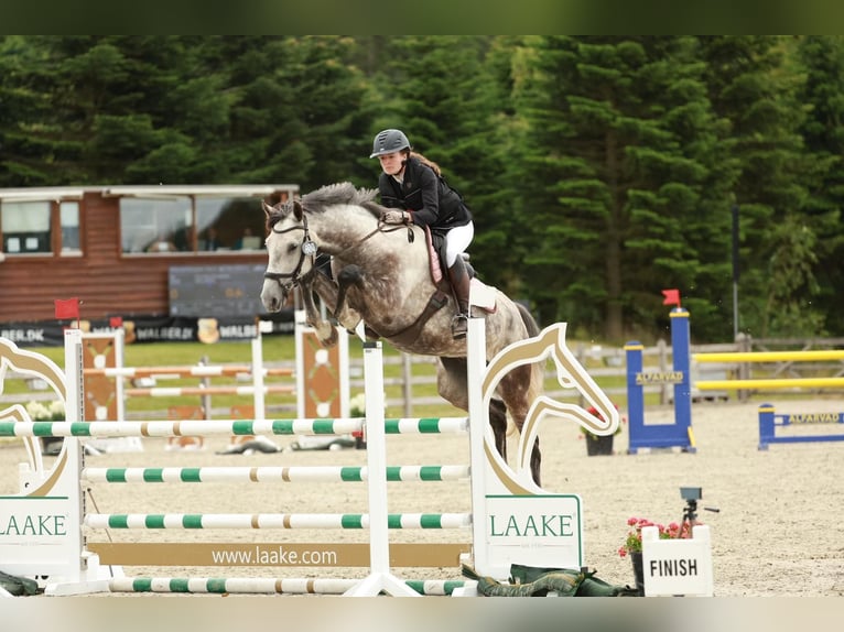 Hanoverian Gelding 6 years in Hornsyld