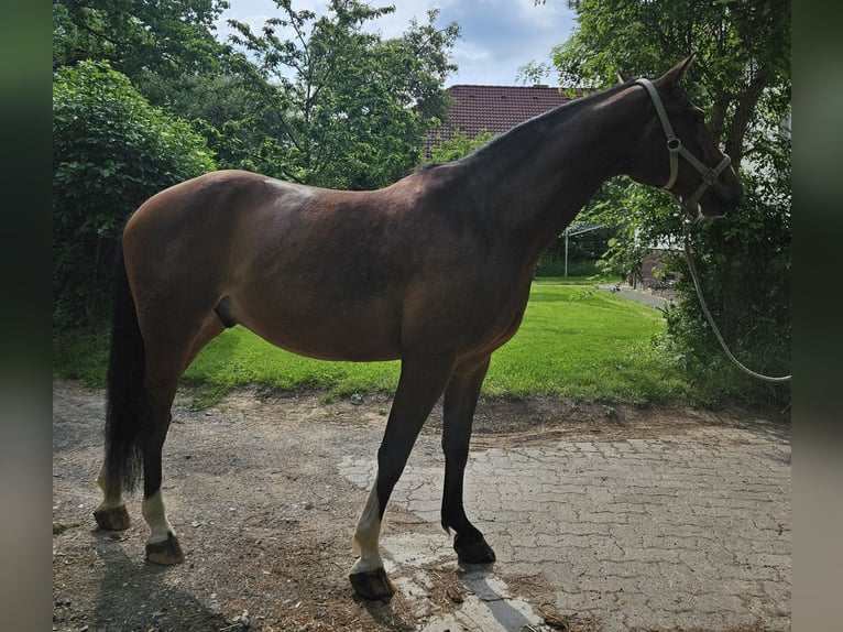Hanoverian Gelding 7 years 15,2 hh Brown in Ahnatal