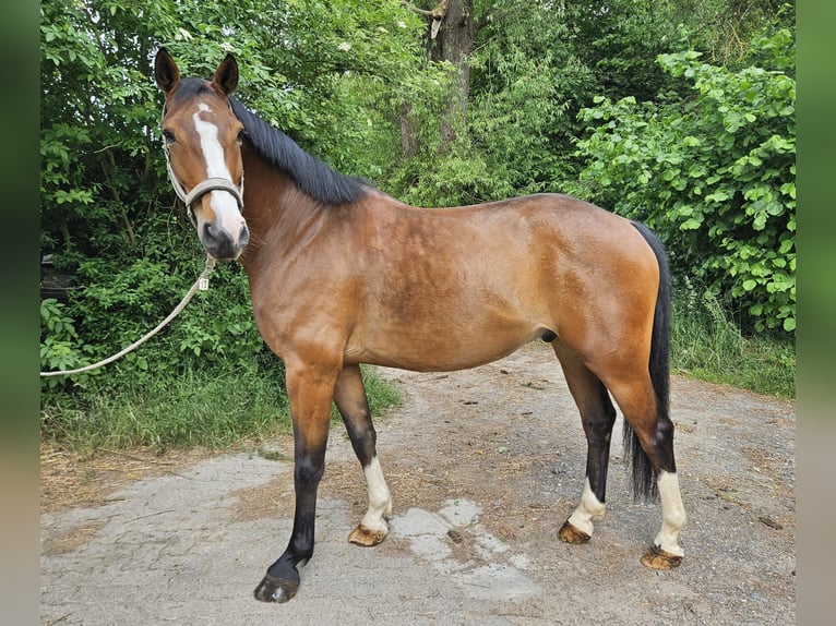 Hanoverian Gelding 7 years 15,2 hh Brown in Ahnatal