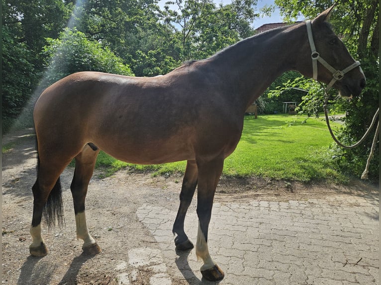Hanoverian Gelding 7 years 15,2 hh Brown in Ahnatal