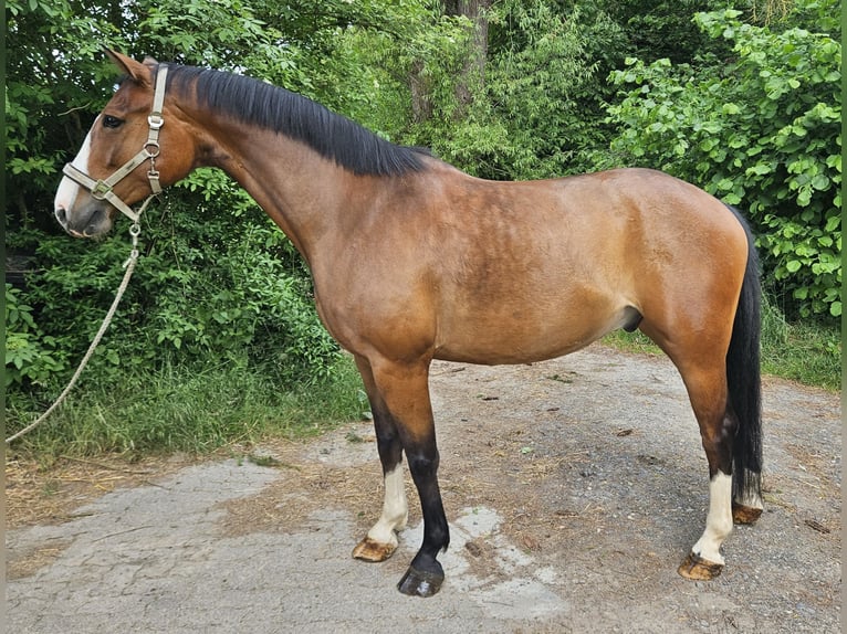 Hanoverian Gelding 7 years 15,2 hh Brown in Ahnatal