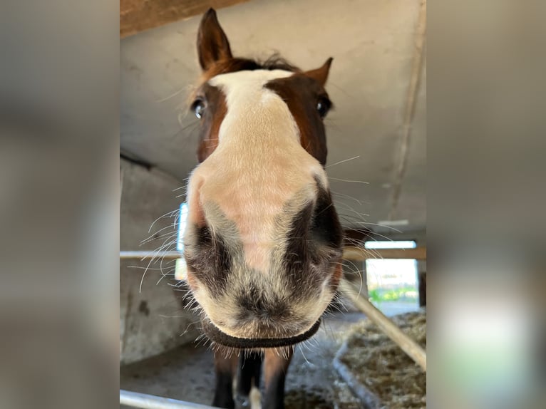 Hanoverian Gelding 7 years 15,3 hh in Halsbrücke