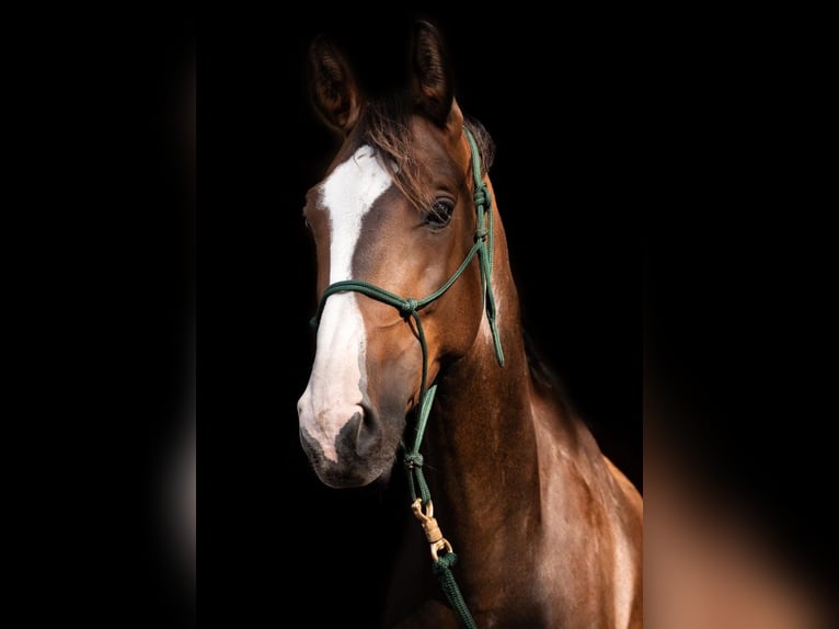 Hanoverian Gelding 7 years 15,3 hh in Halsbrücke