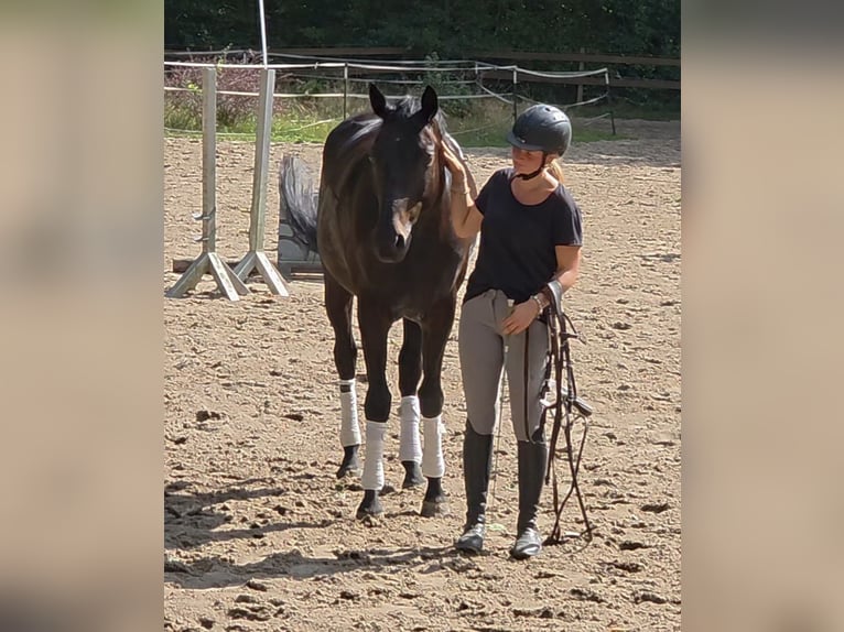 Hanoverian Gelding 7 years 16.1 hh Bay-Dark in Braunschweig
