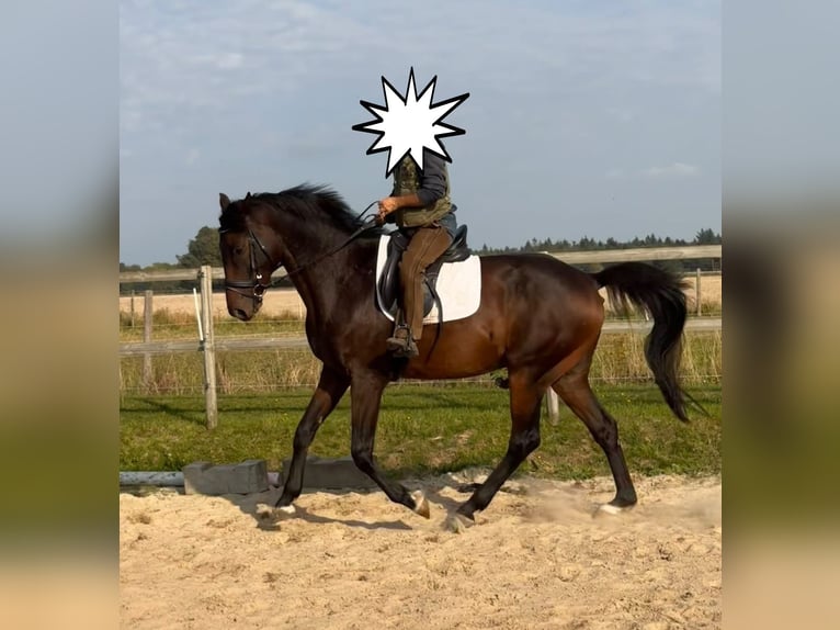 Hanoverian Gelding 7 years 16.1 hh Bay-Dark in Bassum