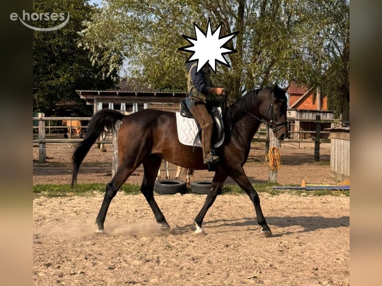 Hanoverian Gelding 7 years 16.1 hh Bay-Dark in Bassum