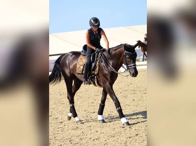 Hanoverian Gelding 7 years 16,1 hh Black in Corbera