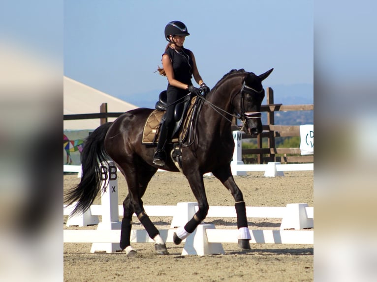 Hanoverian Gelding 7 years 16,1 hh Black in Corbera