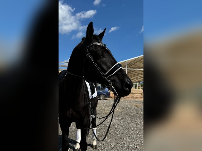 Hanoverian Gelding 7 years 16,1 hh Black in Corbera