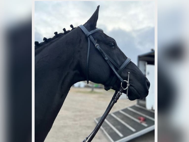 Hanoverian Gelding 7 years 16,1 hh Black in Wicken