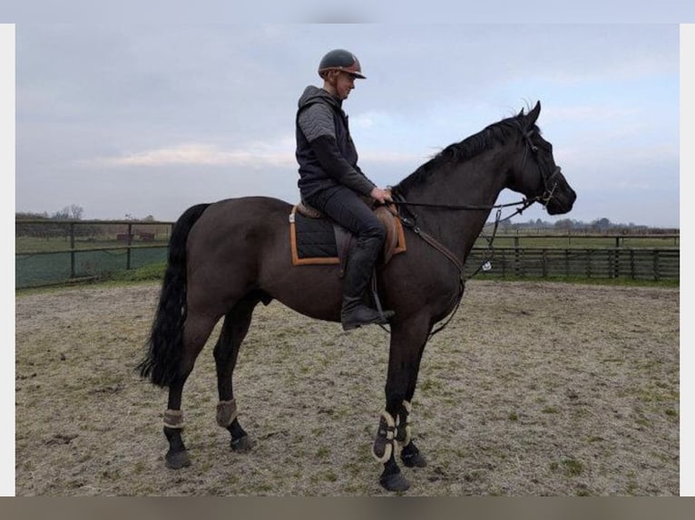 Hanoverian Gelding 7 years 16,1 hh Black in Wicken