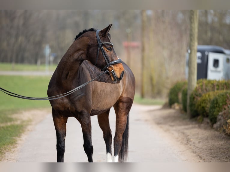 Hanoverian Gelding 7 years 16.1 hh Brown in Schmelz