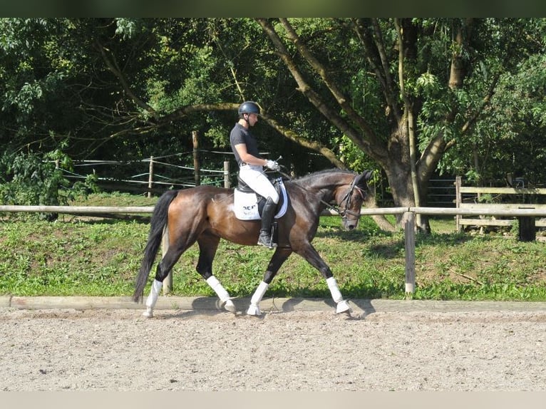 Hanoverian Gelding 7 years 16,1 hh Brown in Wellheim