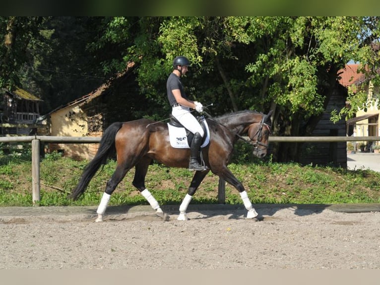 Hanoverian Gelding 7 years 16,1 hh Brown in Wellheim