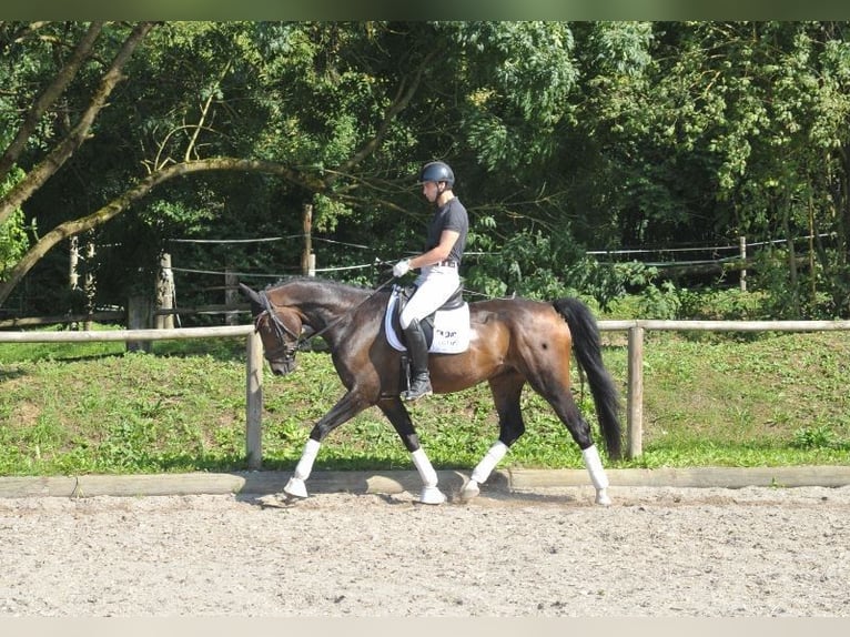 Hanoverian Gelding 7 years 16,1 hh Brown in Wellheim