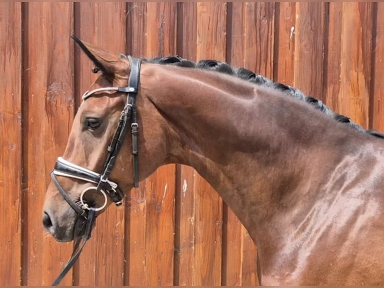 Hanoverian Gelding 7 years 16.1 hh Brown in Stoetze