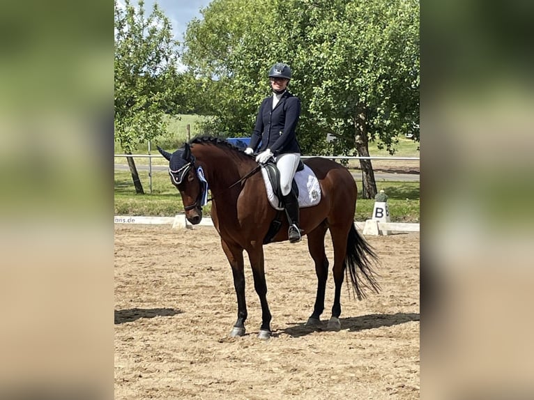 Hanoverian Gelding 7 years 16.1 hh Brown in Laubach