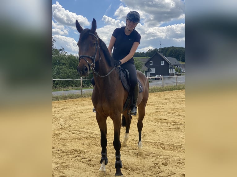 Hanoverian Gelding 7 years 16,1 hh Brown in Wipperfürth