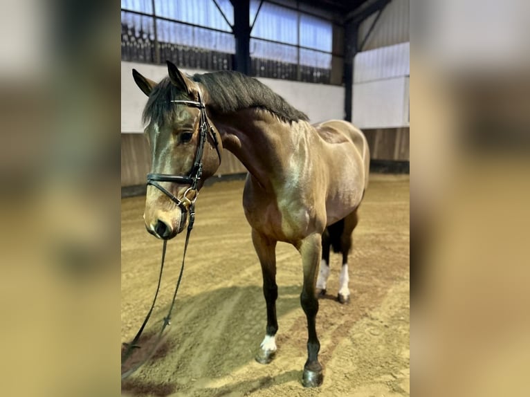 Hanoverian Gelding 7 years 16,1 hh Brown in Siedenburg