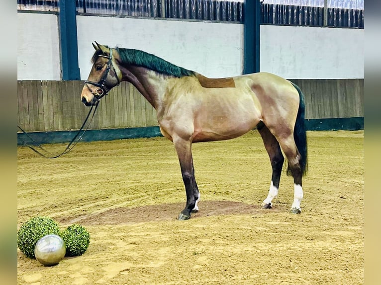 Hanoverian Gelding 7 years 16,1 hh Brown in Siedenburg