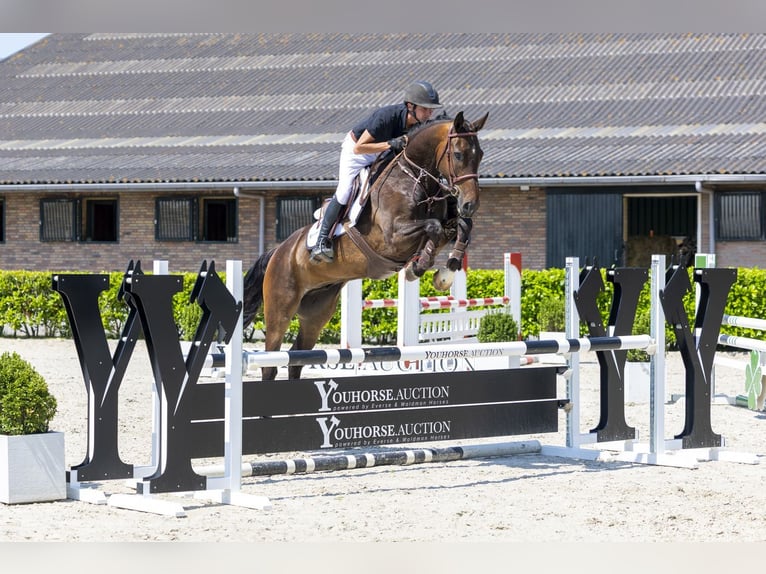 Hanoverian Gelding 7 years 16.1 hh Brown in Waddinxveen