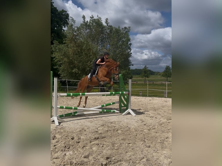 Hanoverian Gelding 7 years 16.1 hh Chestnut-Red in Gleichen