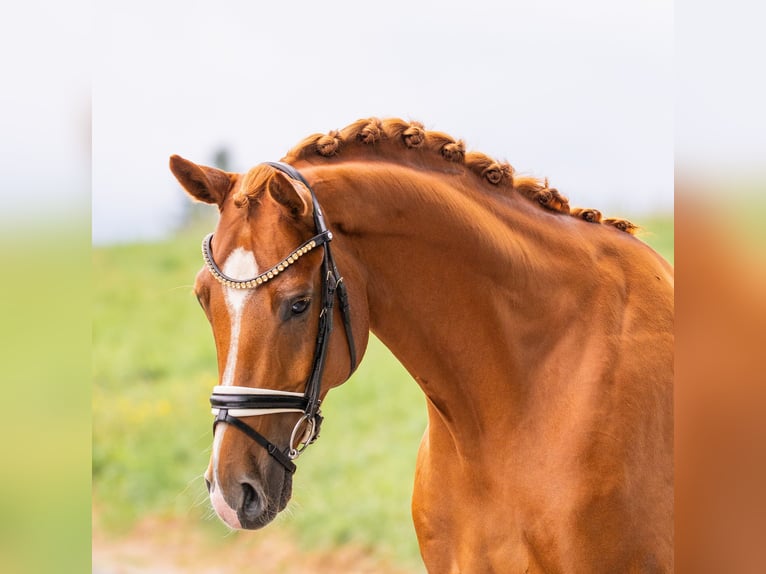 Hanoverian Gelding 7 years 16.1 hh Chestnut-Red in Gleichen