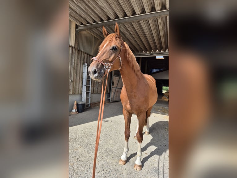 Hanoverian Gelding 7 years 16.1 hh Chestnut-Red in Kreßberg
