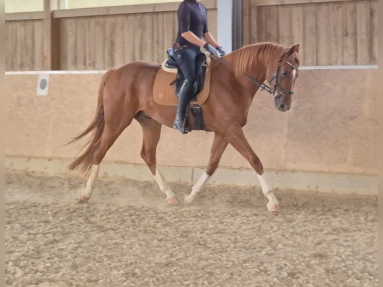 Hanoverian Gelding 7 years 16.1 hh Chestnut-Red in Kreßberg
