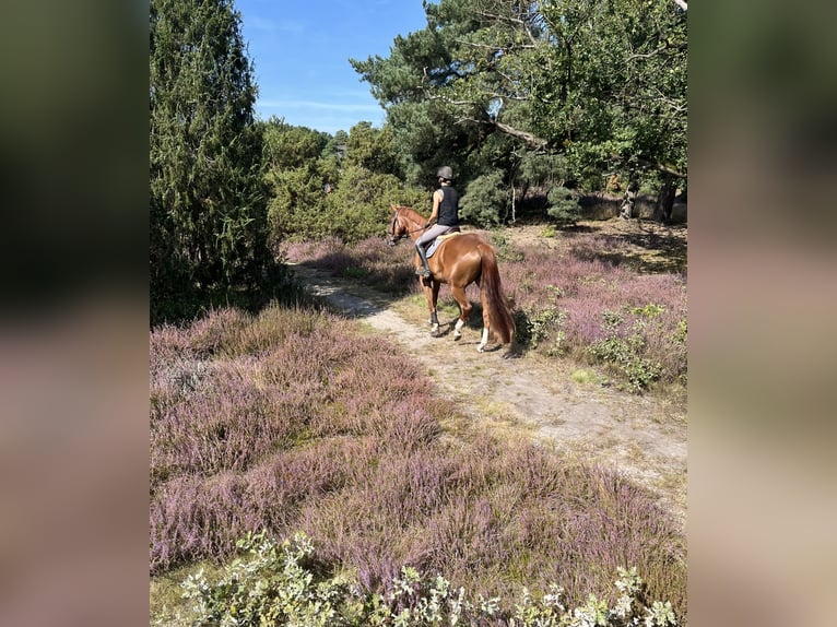 Hanoverian Gelding 7 years 16,1 hh Chestnut-Red in Wahrenholz